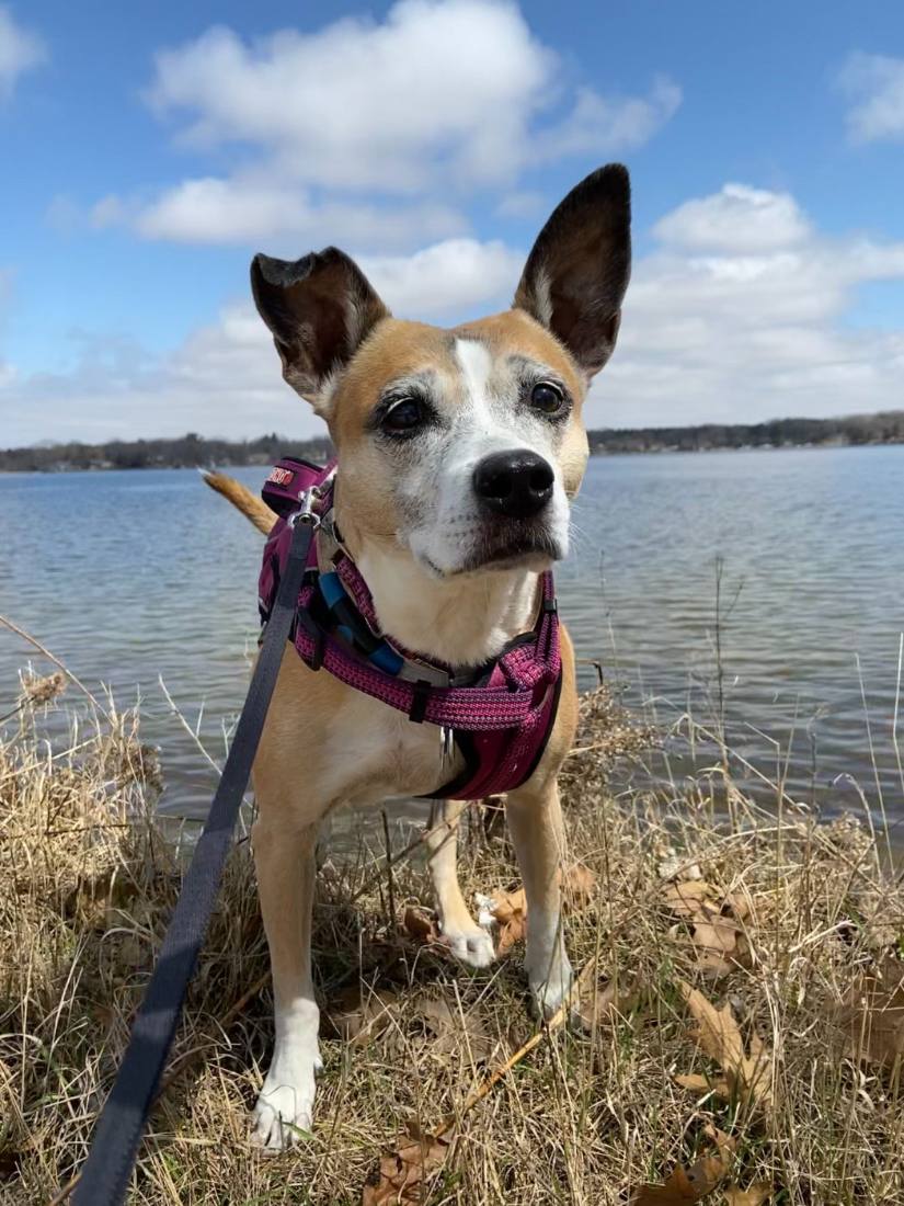 Josie Louise, the family dog
